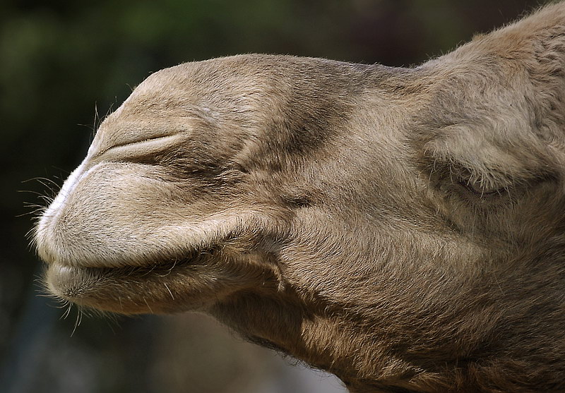 Zoo Wuppertal Tiere_DDB3293 Kopie.jpg